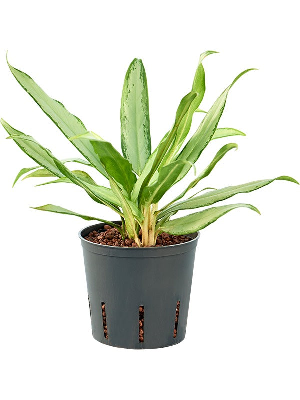 Aglaonema Commutatum 'Silver Lance' - Tuft