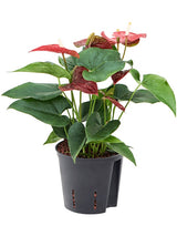 Anthurium Andraeanum 'Sierra' - Bush Red