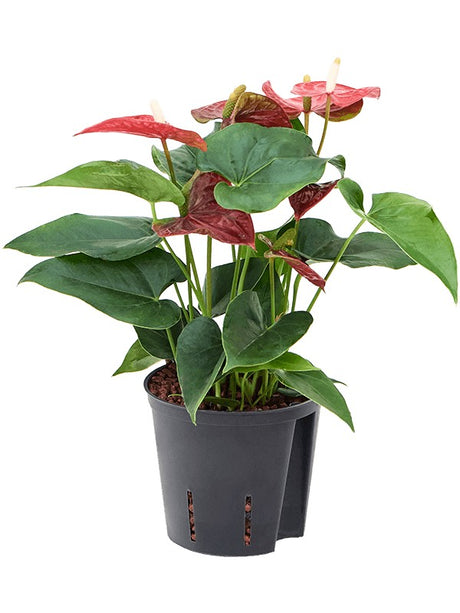 Anthurium Andraeanum 'Sierra' - Bush Red