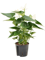 Anthurium Andraeanum 'Sierra White' - Bush White