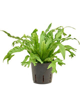 Asplenium Antiquum 'Amy'