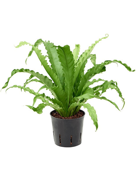 Asplenium Antiquum 'Osaka'