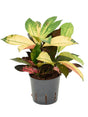 Croton (Codiaeum) Variegatum 'Mrs. Iceton' - Tuft