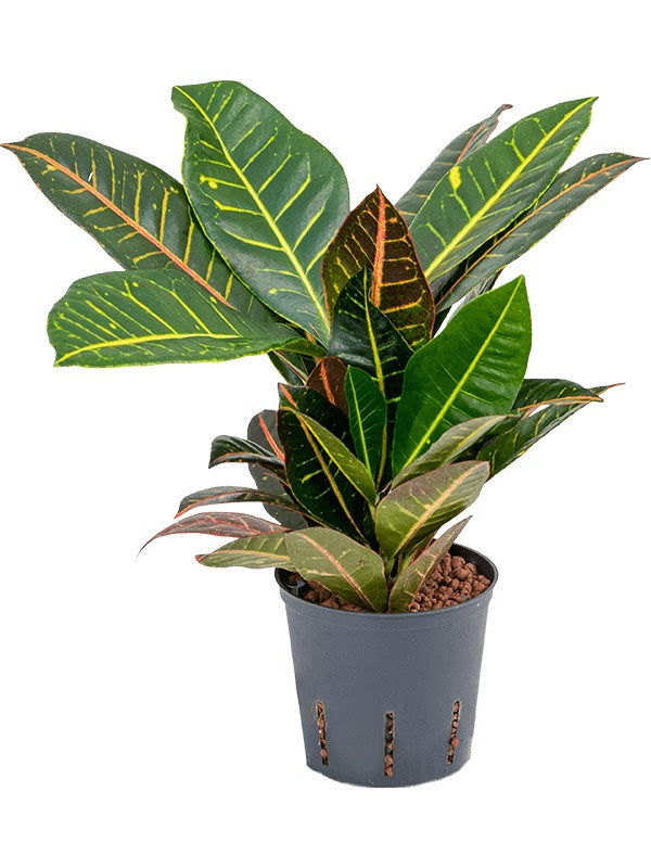 Croton (Codiaeum) Variegatum 'Petra' - 2Pp