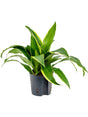 Dracaena Fragrans 'Arturo' - Head 2Pp