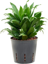 Dracaena Fragrans 'Compacta' - Head