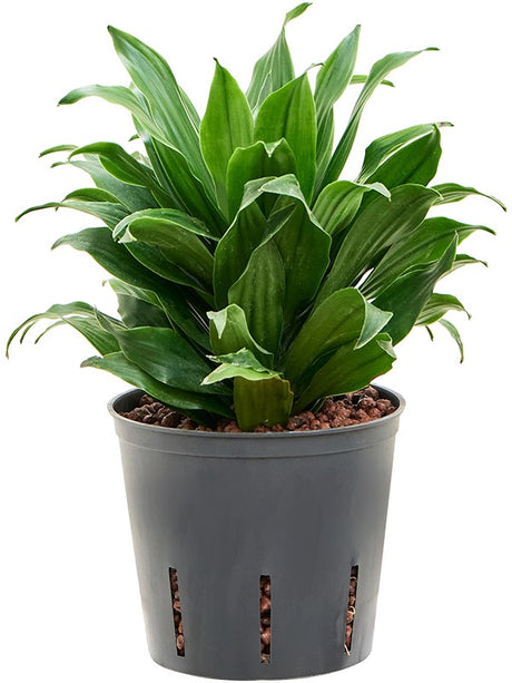 Dracaena Fragrans 'Compacta' - Head