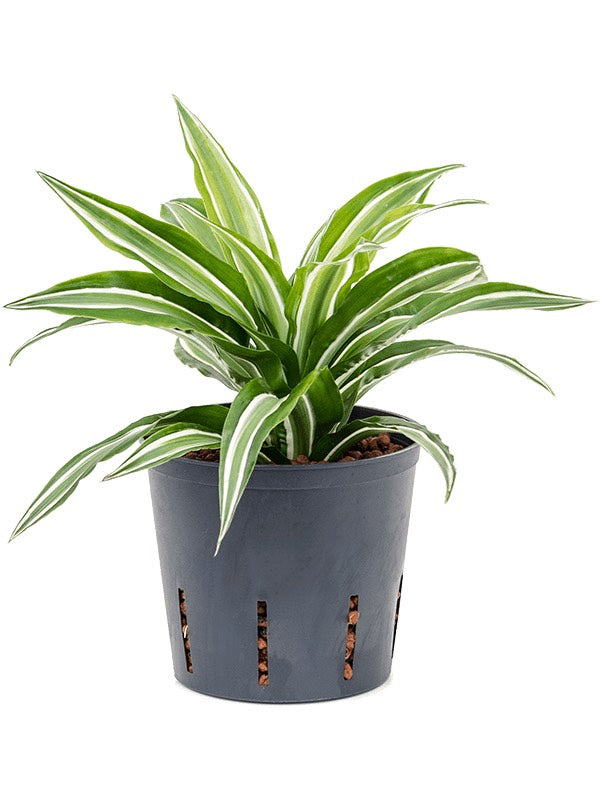 Dracaena Fragrans 'Kanzi' - Head