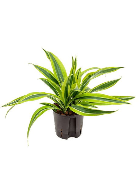 Dracaena Fragrans 'Lemon Lime' - Head 2Pp