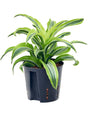 Dracaena Fragrans 'Lemon Surprise' - Head