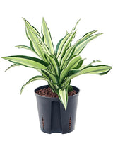 Dracaena Fragrans 'Malaika' - Head