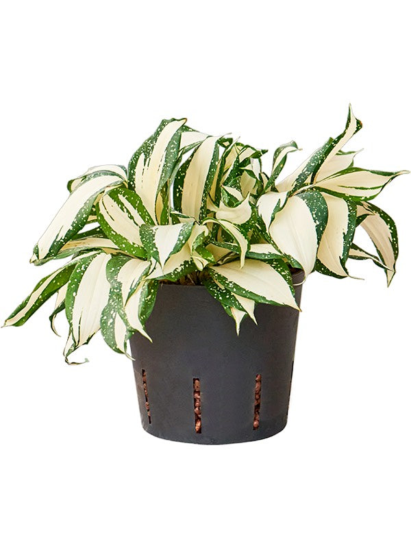 Dracaena Surculosa 'Milky Way' - Tuft