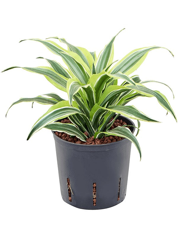 Dracaena Fragrans 'Surprise' - Head