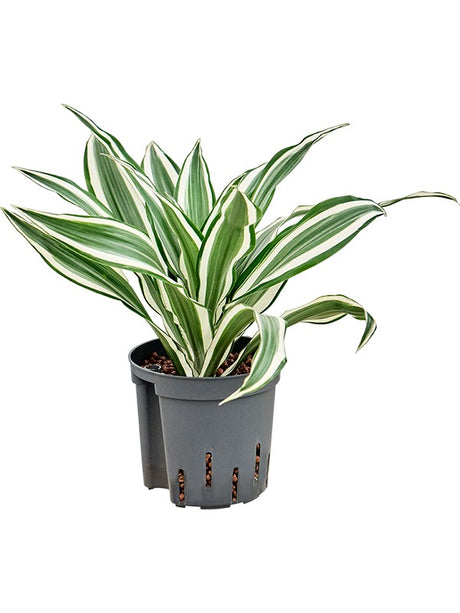 Dracaena Deremensis 'White Jewel' - Head