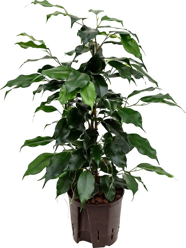 Ficus Benjamina 'Danielle' - Tuft