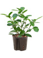 Ficus Microcarpa 'Moclame' - Tuft