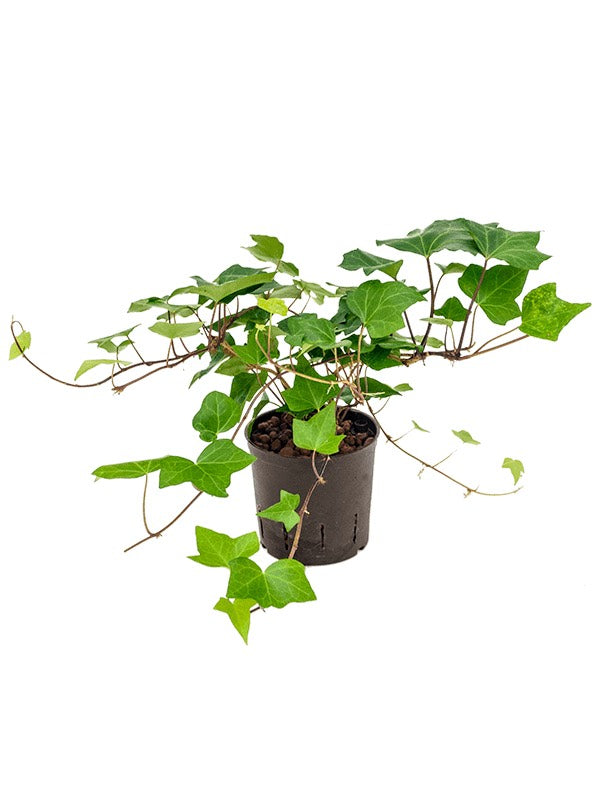 Hedera Algeriensis 'Montgomery' - Hanger