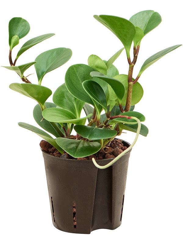 Peperomia Obtusifolia 'Green Gold'