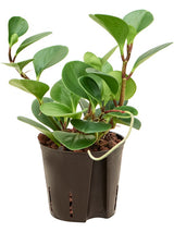 Peperomia Obtusifolia 'Green Gold'