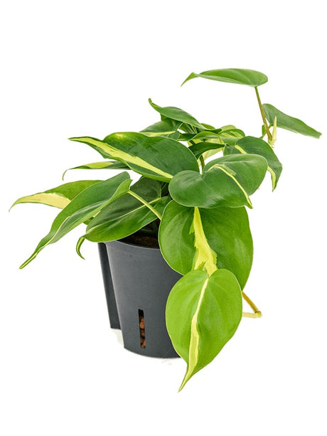 Philodendron Scandens 'Brasil' - Hanger