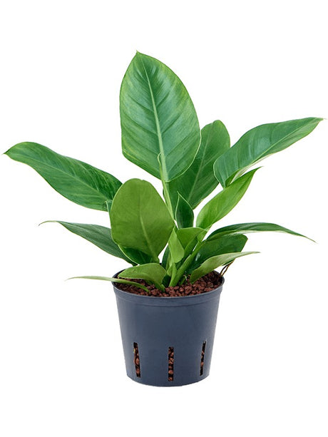 Philodendron 'Imperial Green'