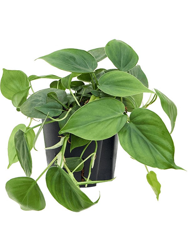 Philodendron Scandens - Hanger