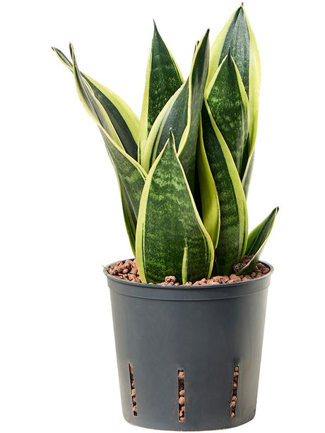 Sansevieria Trifasciata 'Canary' - Tuft