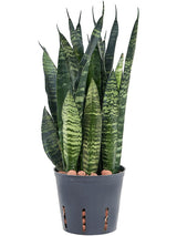 Sansevieria Trifasciata 'Black Coral' - Tuft