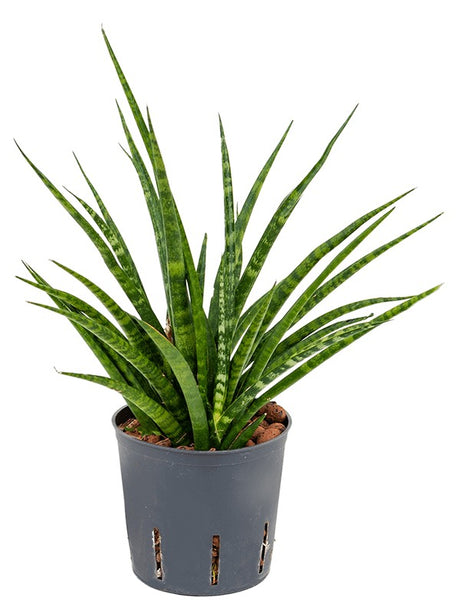 Sansevieria Kirkii 'Fernwood' - Tuft