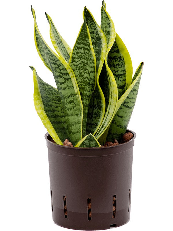 Sansevieria Trifasciata 'Futura Superba' - Tuft