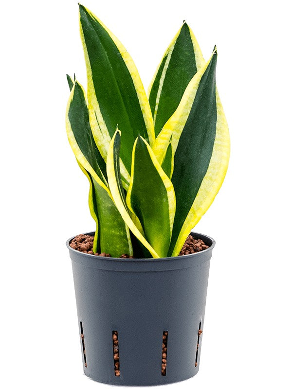 Sansevieria Trifasciata 'Super Flame' - Tuft