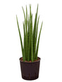 Sansevieria Cylindrica 'Spikes' - Tuft