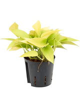 Scindapsus (Epipremnum) 'Golden Pothos' - Hanger