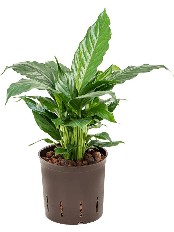 Spathiphyllum Hybriden - Bush