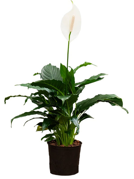 Spathiphyllum Hybriden