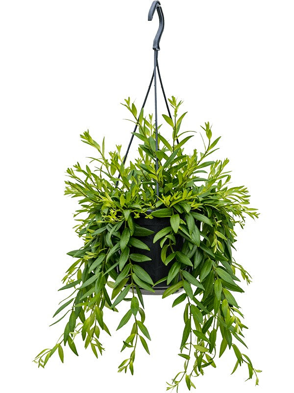 Aeschynanthus 'Japhrolepis' - Hanger