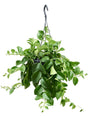 Aeschynanthus 'Mona Lisa' - Hanger