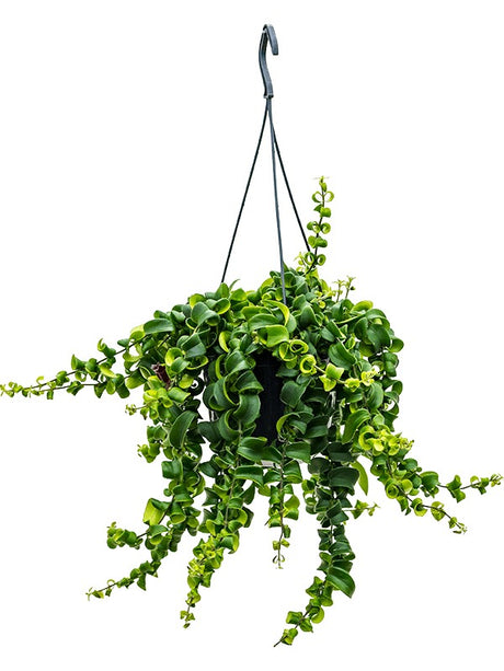 Aeschynanthus 'Rasta' - Hanger