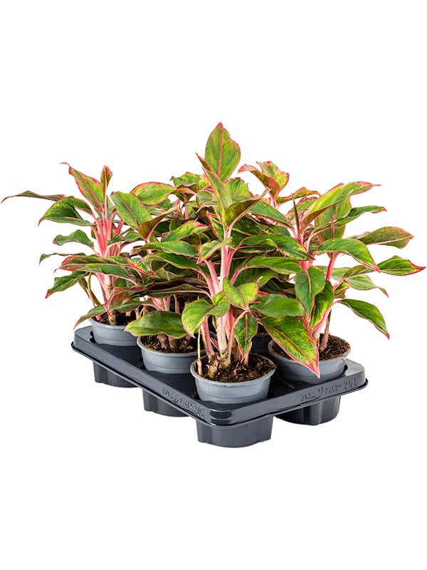 Aglaonema 'Crete' 6/Tray - Tuft