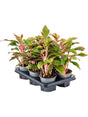 Aglaonema 'Crete' 6/Tray - Tuft