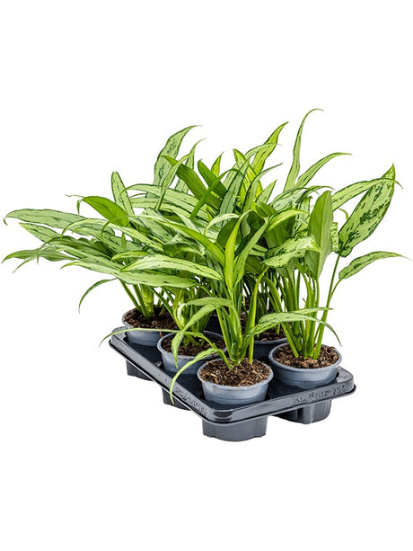 Aglaonema 'Cutlass' 6/Tray - Tuft