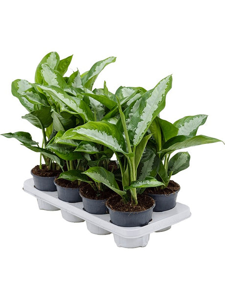 Aglaonema 'Diamond Bay' 8/Tray - Tuft