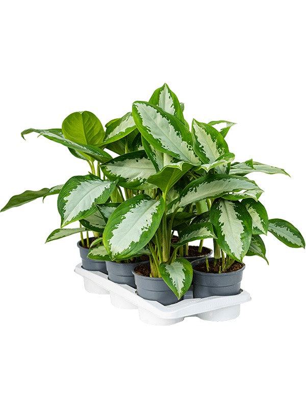 Aglaonema 'Diamond Bay' 6/Tray - Tuft