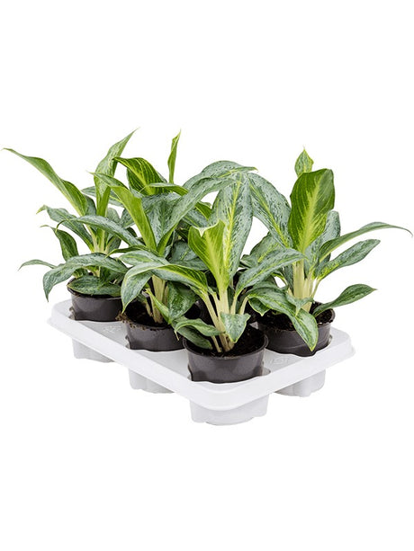 Aglaonema 'Emerald Stone' 6/Tray - Tuft