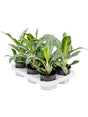 Aglaonema 'Emerald Stone' 6/Tray - Tuft