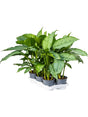 Aglaonema 'Freedman' 6/Tray - Tuft