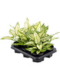 Aglaonema 'White Kiwi' 6/Tray - Tuft