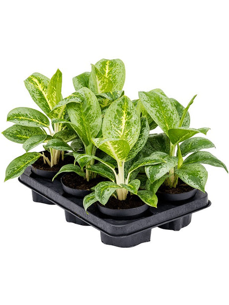 Aglaonema 'Lemon Mint' 6/Tray - Tuft