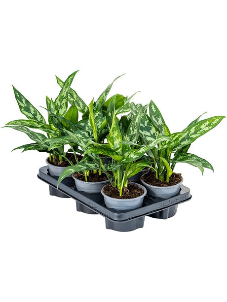 Aglaonema 'Maria' 6/Tray - Tuft