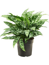 Aglaonema 'Maria' - Tuft